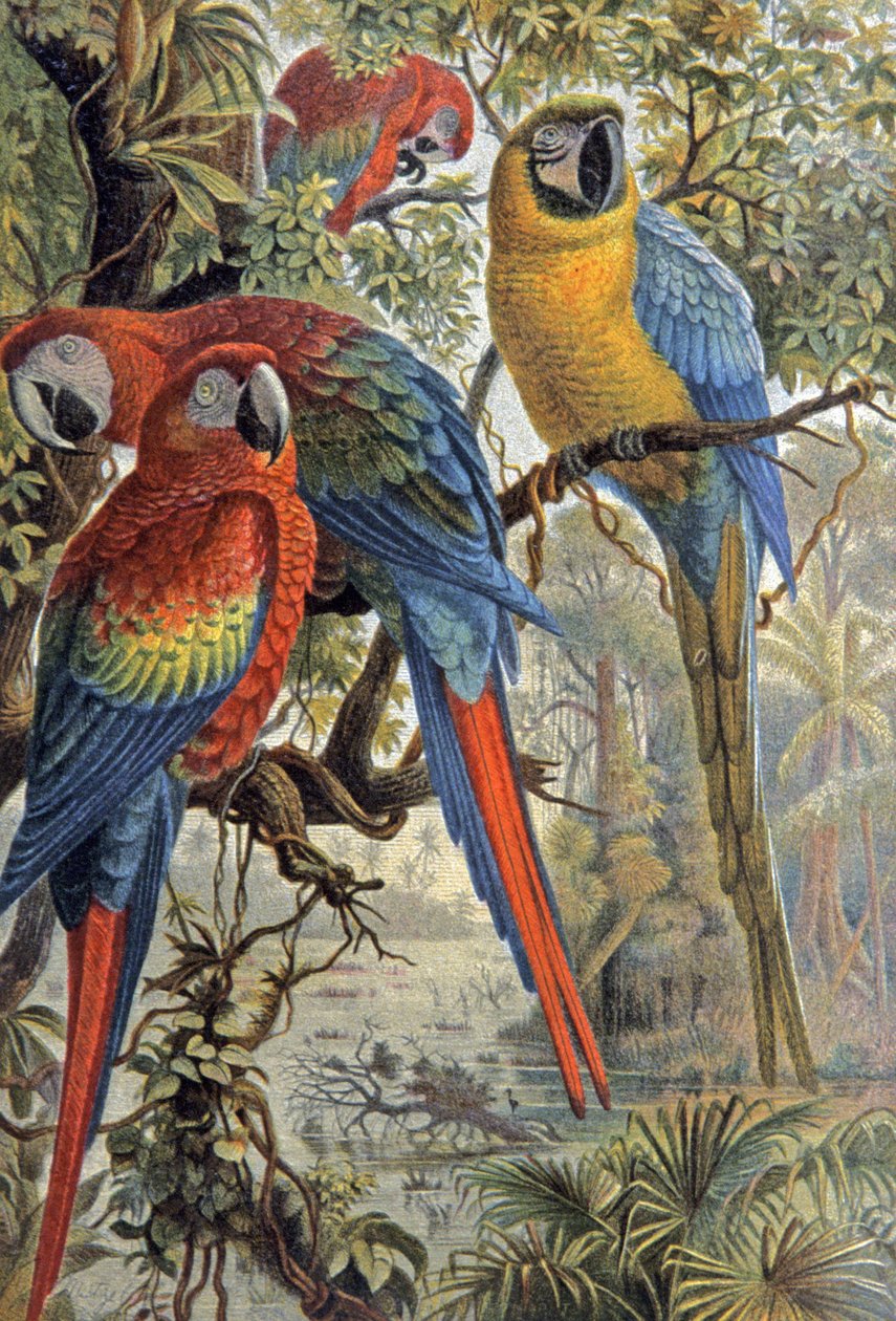 Rode papegaaien, ca. 1910 door Wilhelm Kuhnert