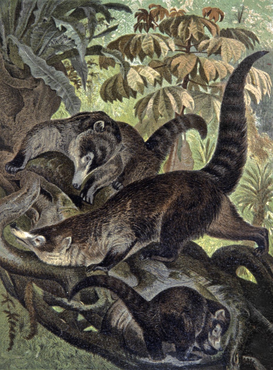 Witneus coati door Wilhelm Kuhnert