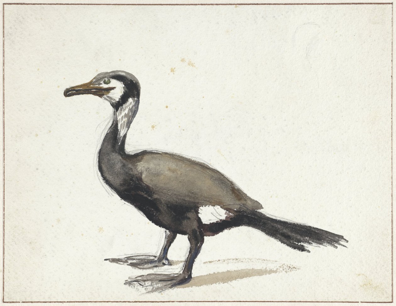 Aalscholver door Willem Roelofs (I)