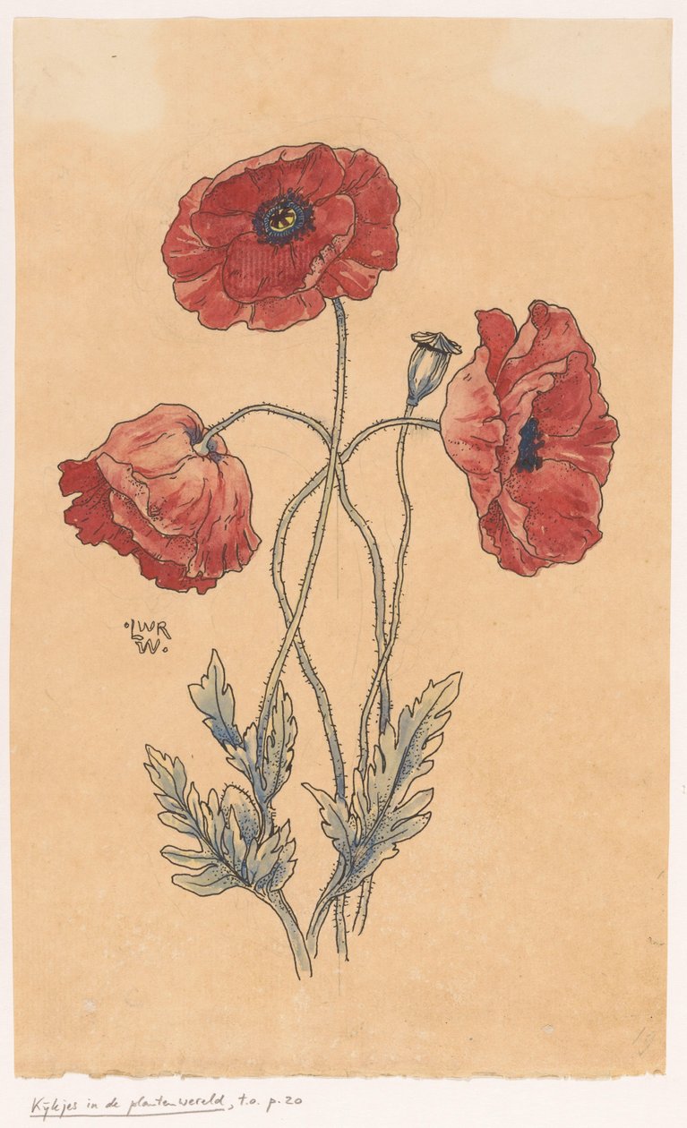 Klaprozen door Ludwig Willem Reymert Wenckebach