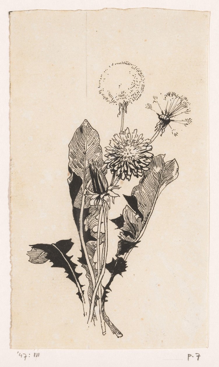 Paardenbloem door Willem Wenckebach