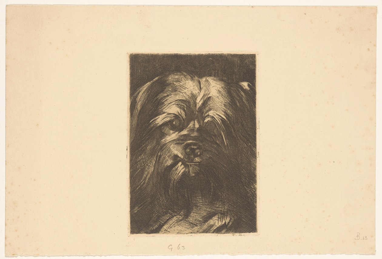 Hond Phoebus door Willem Arnoldus Witsen