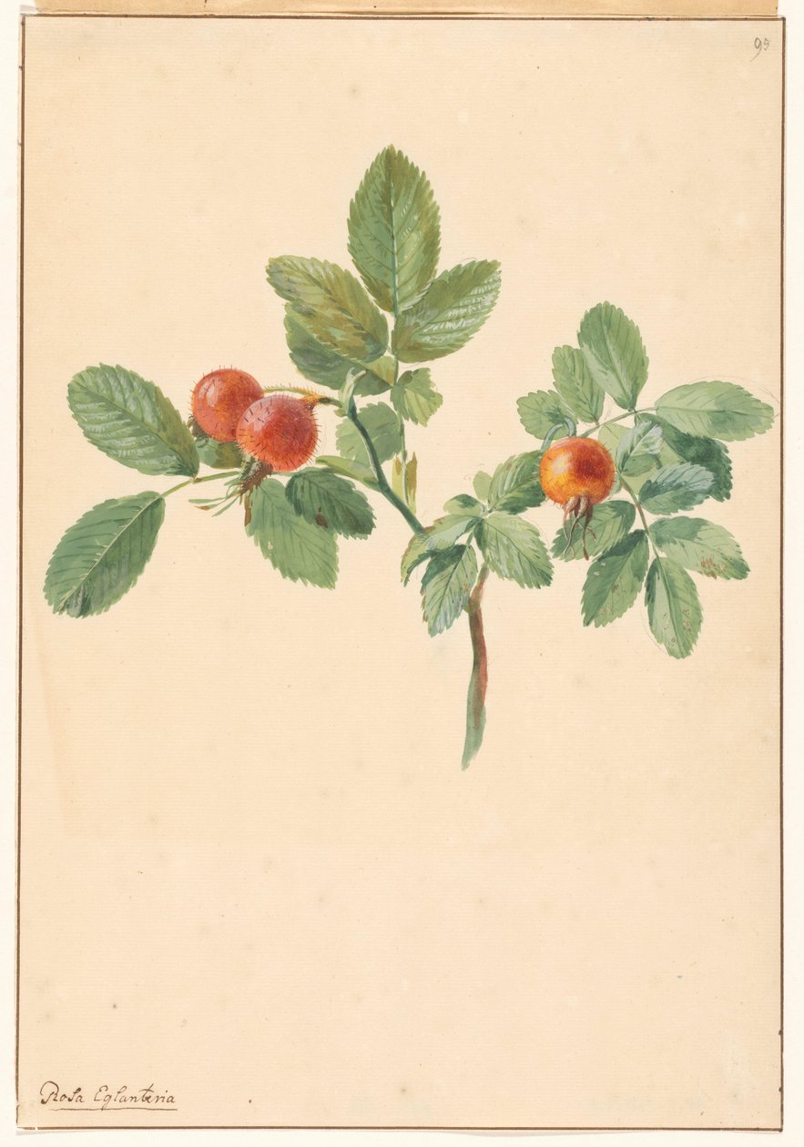 Tak met rozenbottels door Willem van Leen (attributed to)