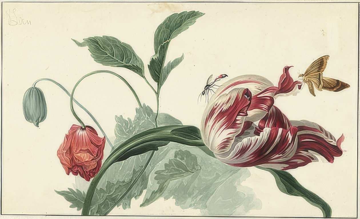 Tulp en papaver door Willem van Leen