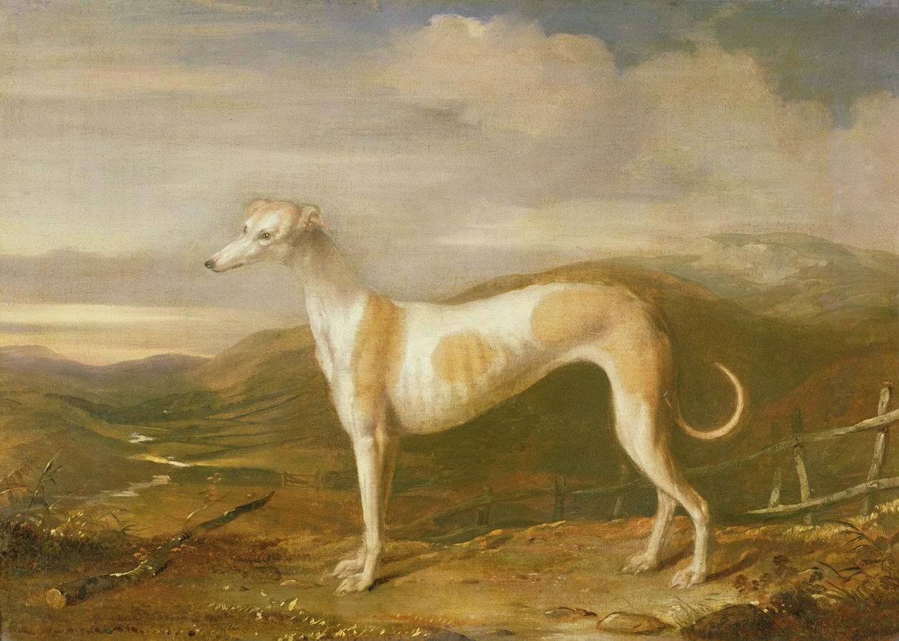 Windhond door William Barraud