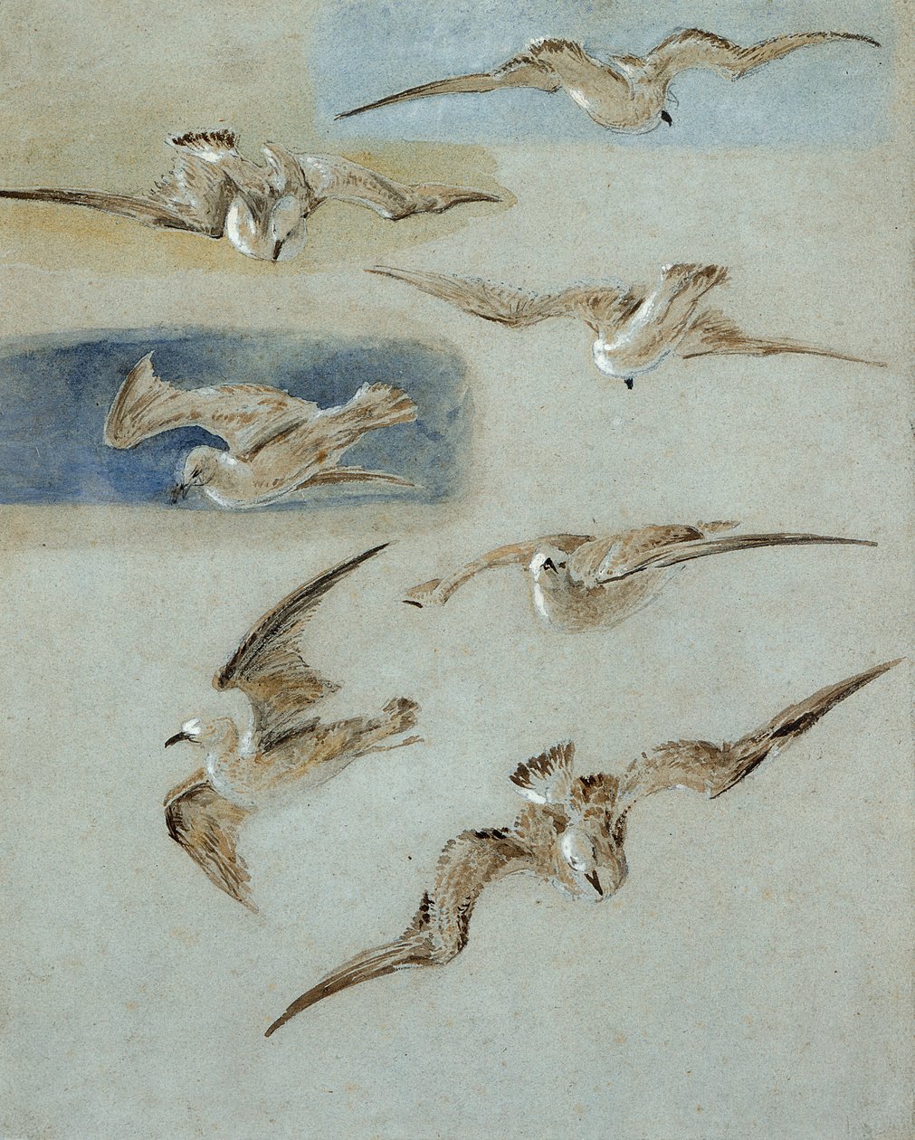 Studie van meeuwen door Clarkson Frederick Stanfield