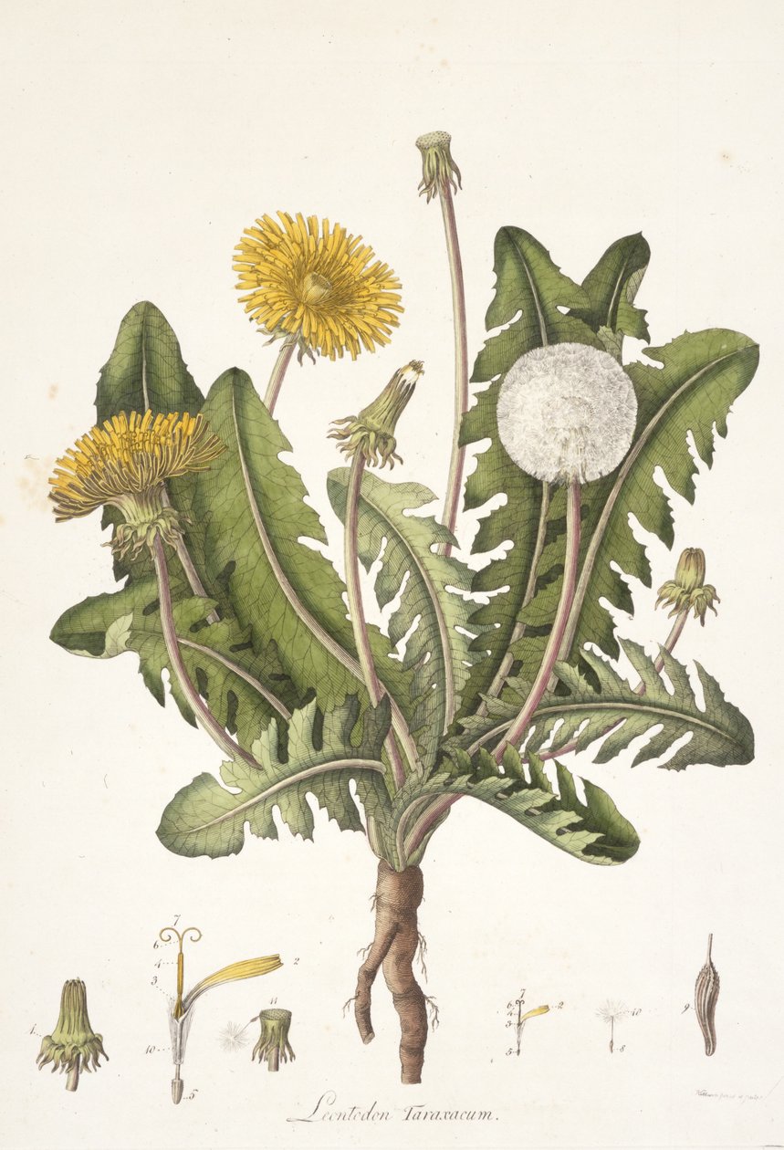 Leontoden Taraxacum uit Flora Londinensis door William Curtis