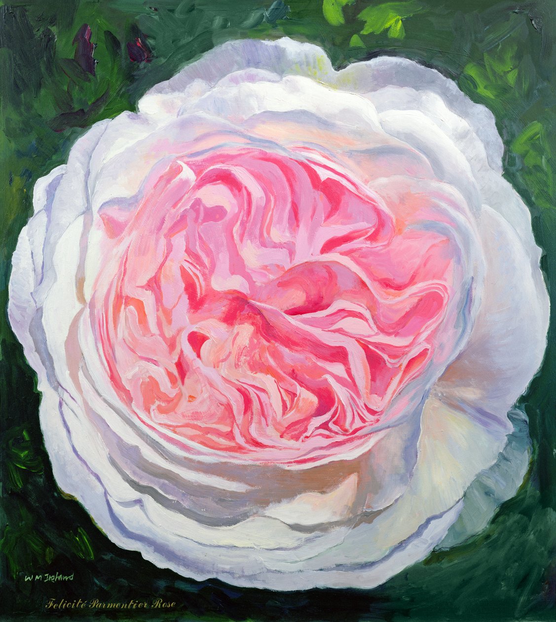 Victoriaanse Roos door William Ireland