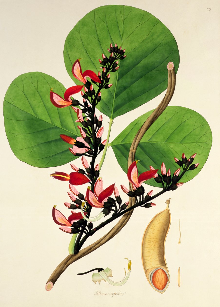Butea Superba, illustratie uit 