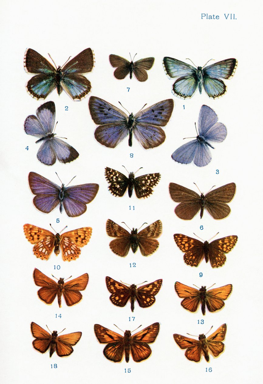 Verschillende soorten vlinders, illustratie uit het boek Vlinders, Motten en Andere Insecten en Wezens van het Platteland, gepubliceerd 1927 door William Samuel Furneaux