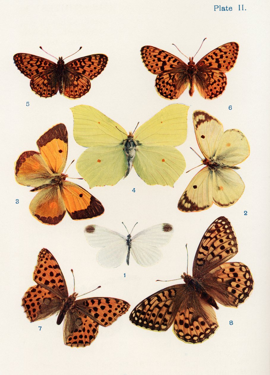 Verschillende soorten vlinders, illustratie uit het boek Vlinders, Motten en Andere Insecten en Wezens van het Platteland, gepubliceerd 1927 door William Samuel Furneaux