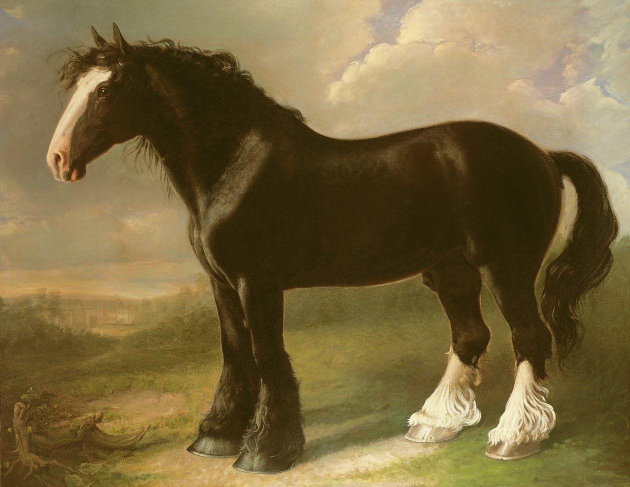 Oude Engelse Zwarte Paard door William Shiels