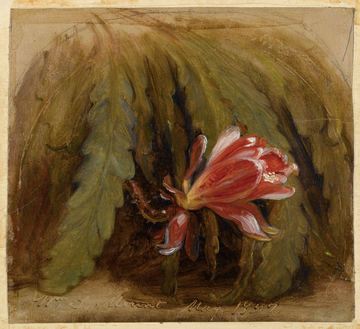 Cactus in bloei door William Sidney Mount