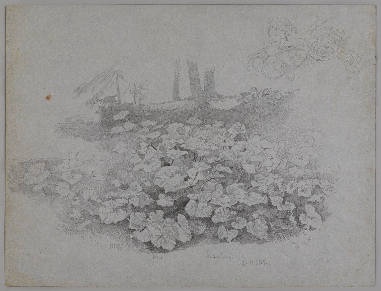 Plantenstudie, 11 september 1867 door William Trost Richards