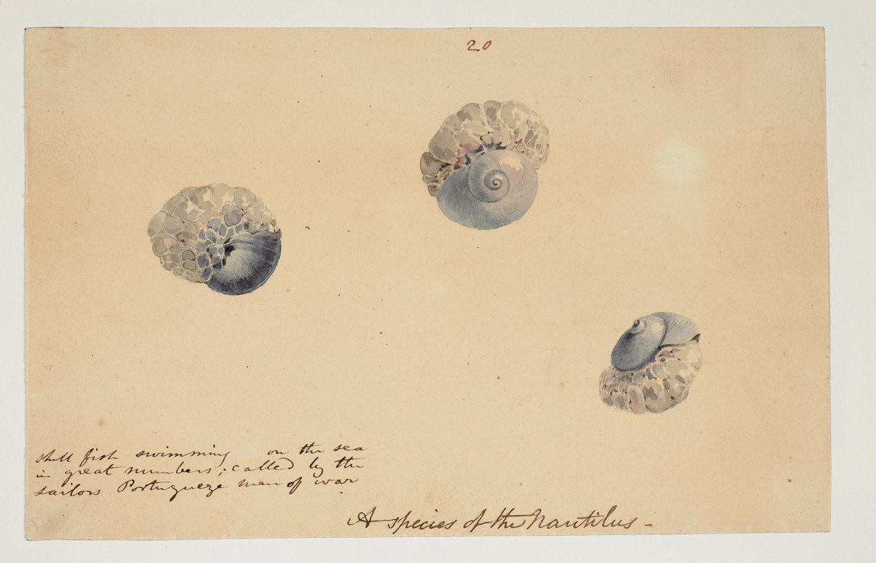 WD 961 f.20 door William Alexander