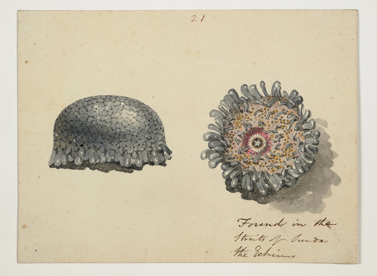 WD 961 f.21 door William Alexander