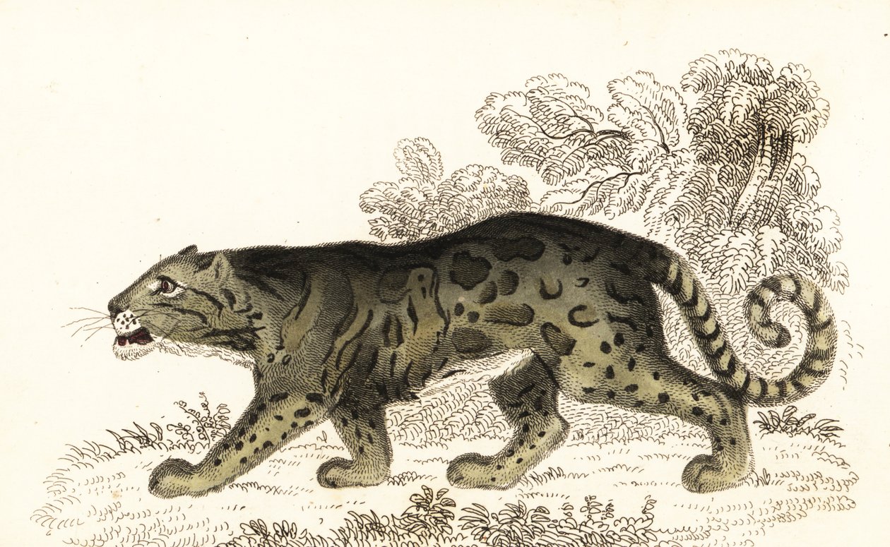 Nevelpanter, Neofelis nebulosa door William Alexander Forbes