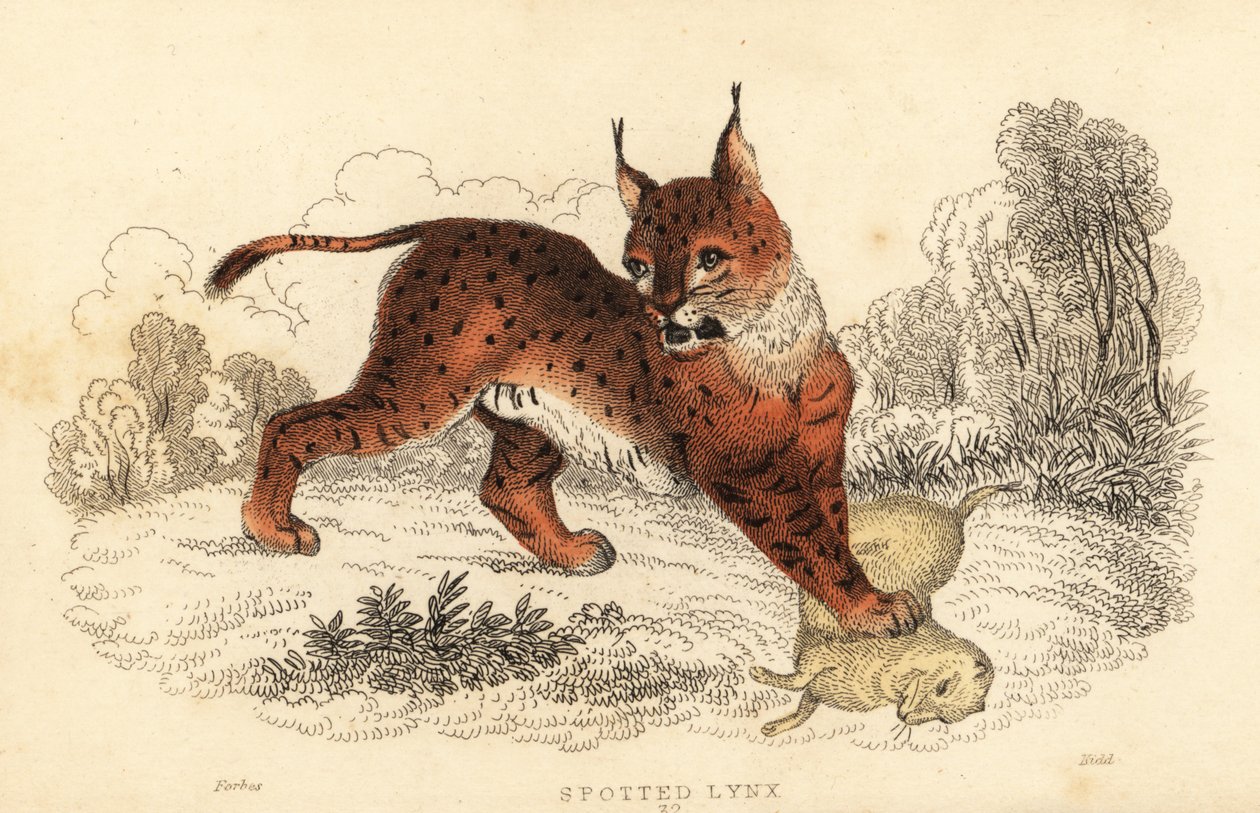 Euraziatische lynx, Lynx lynx, 1834 door William Alexander Forbes