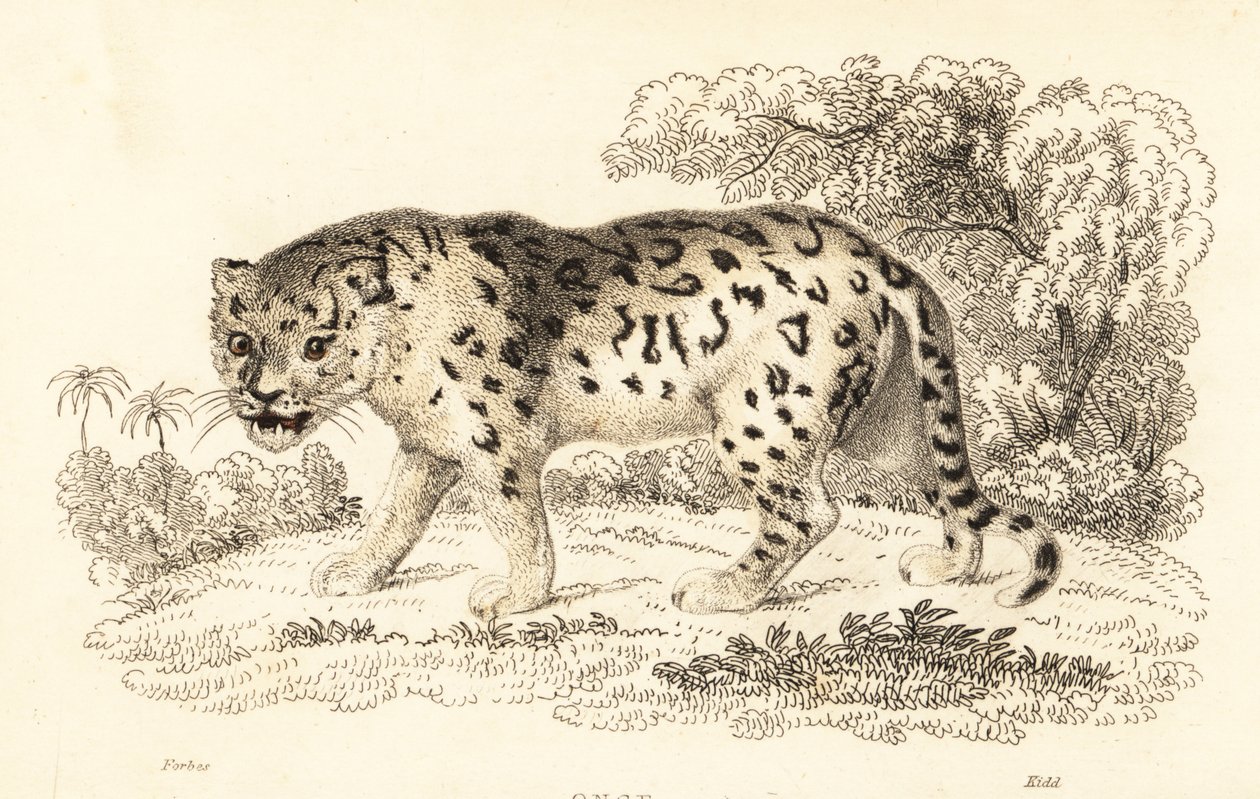 Jaguar, Panthera onca door William Alexander Forbes