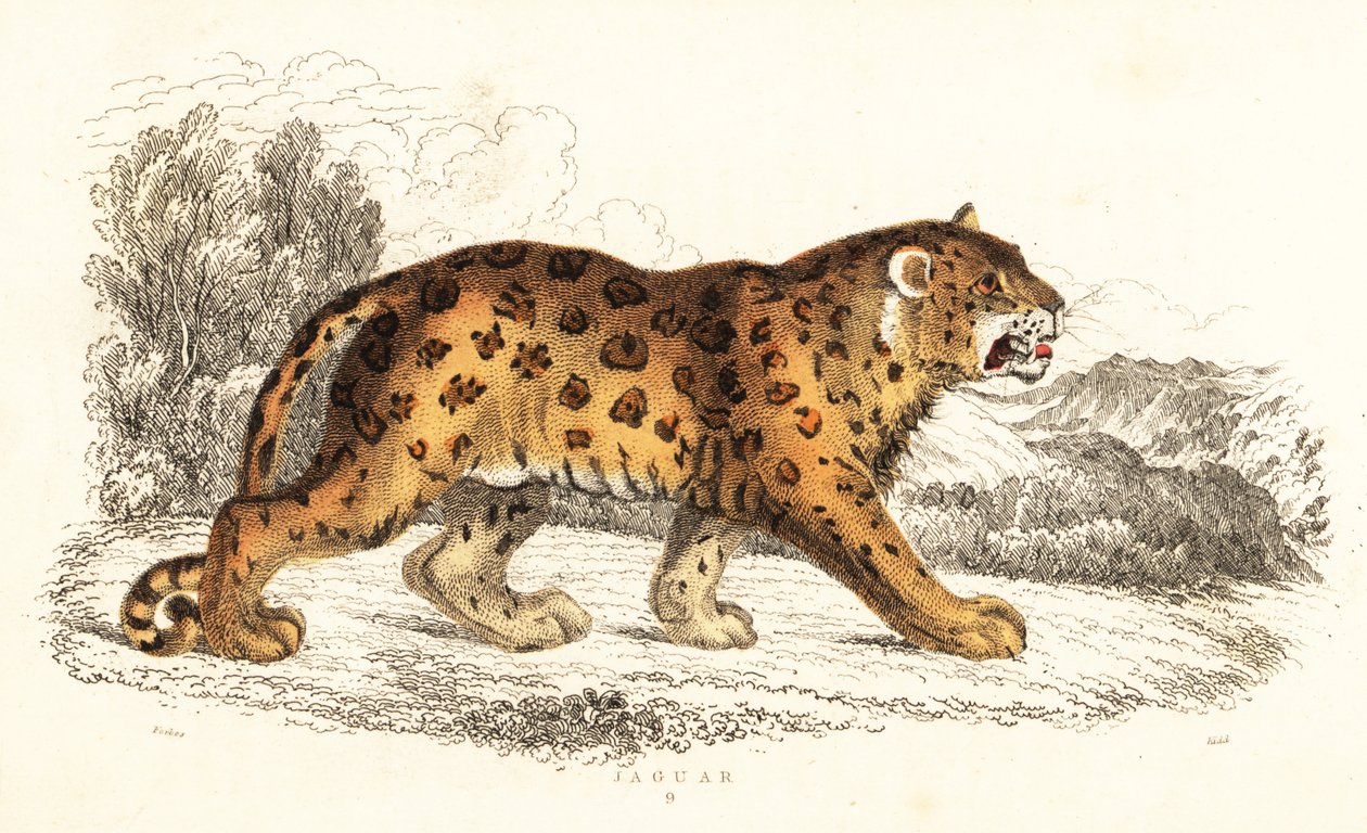 Jaguar, Panthera onca, 1834 door William Alexander Forbes