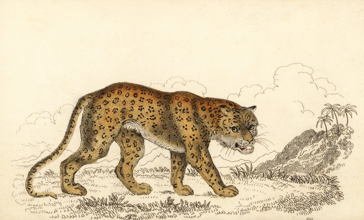 Luipaard, Panthera pardus, kwetsbaar.,1834 door William Alexander Forbes