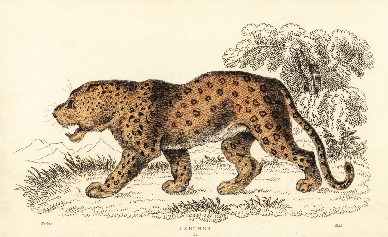 Luipaard, Panthera pardus, kwetsbaar door William Alexander Forbes