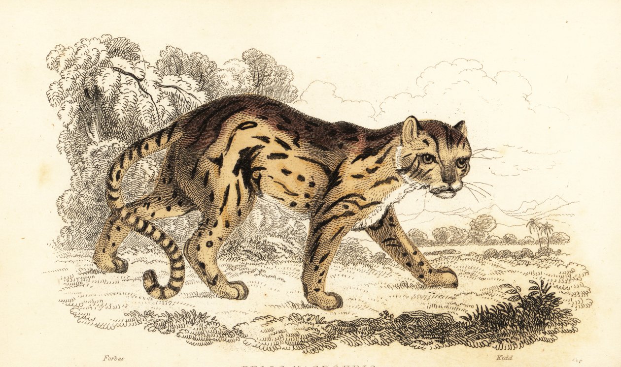 Margay, Leopardus wiedii, 1834 door William Alexander Forbes