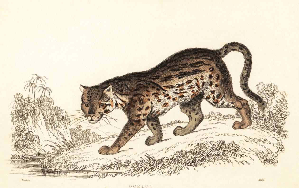 Ocelot, Leopardus pardalis door William Alexander Forbes