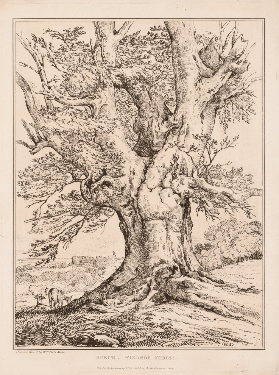 Beuk in Windsor Forest door William Alfred Delamotte