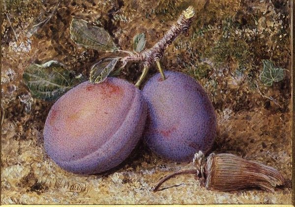 Pruimen en een hazelnoot door William B. Hough