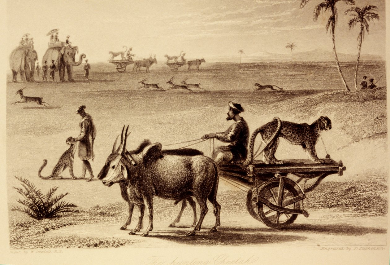 De jachtluipaarden door William Daniell