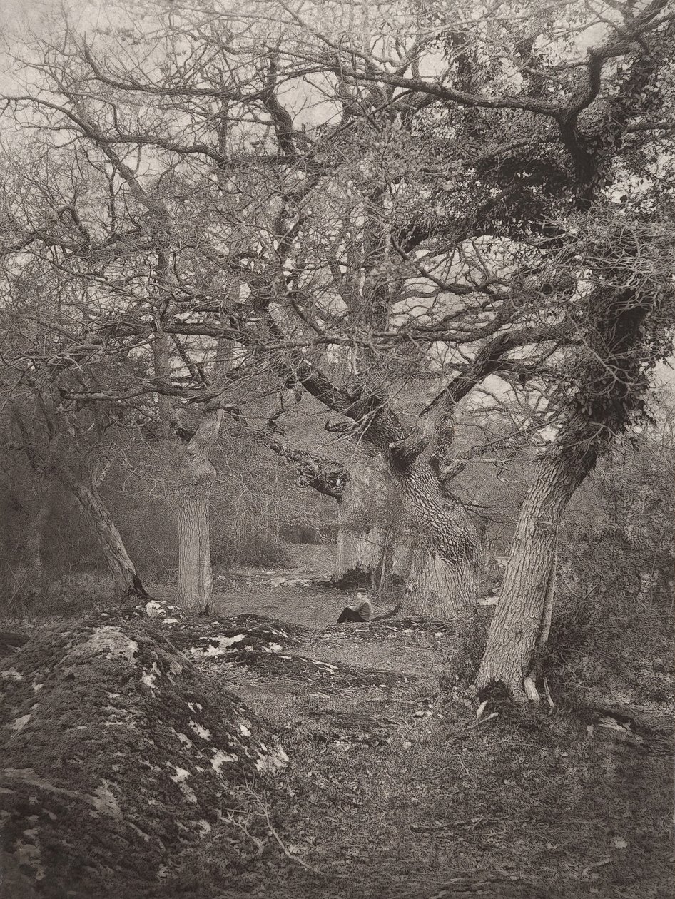 Forêt de Fontainebleau, 1870s door William Harrison