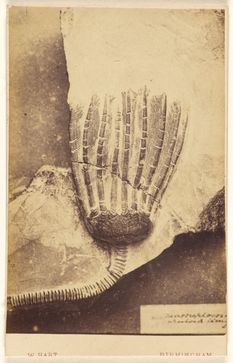 [Fossiel van een crinoïde]. door William Hart
