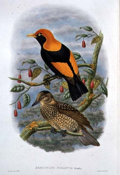 Sericulus Melinus door William Hart