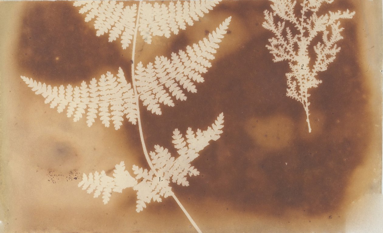 1. Varen. 2. Alga, 1839 door William Henry Fox Talbot