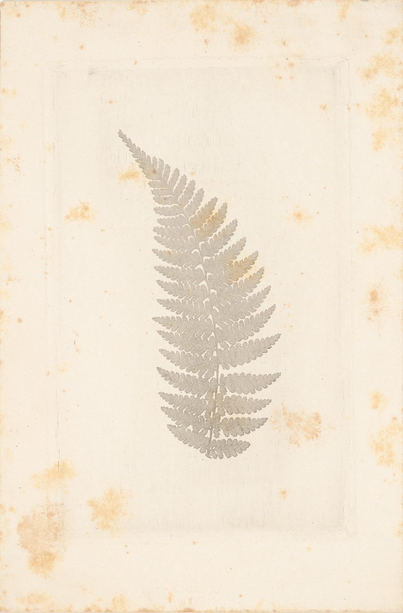 [Ver] door William Henry Fox Talbot