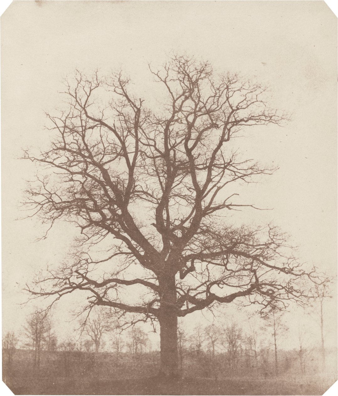 Eikenboom,midden 1840 (foto) door William Henry Fox Talbot