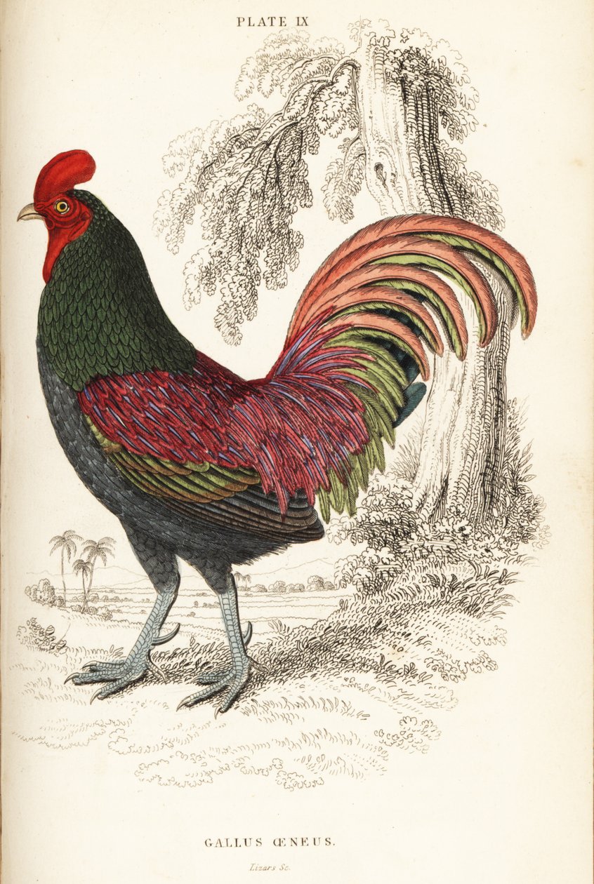 Gebronsde haan van Sumatra, Gallus aeneus door William Home Lizars