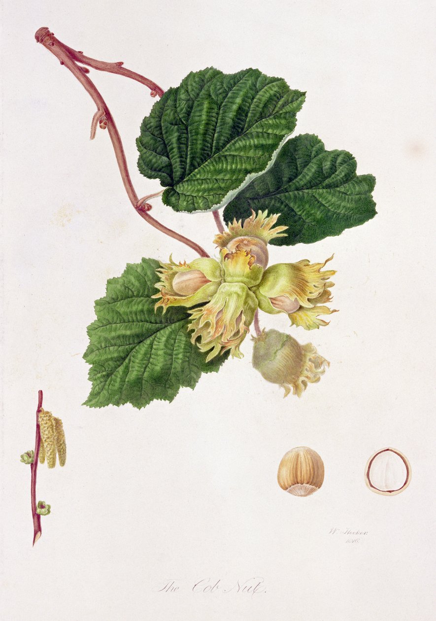 De Cob Nut, 1816 door William Hooker