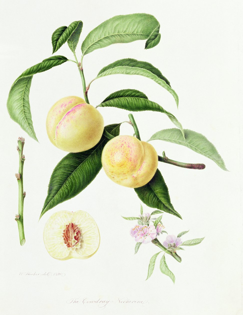 De Conudray Nectarine, 1820 door William Hooker