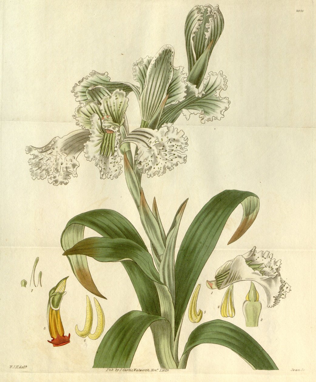 Chloraea bletioides door William Jackson Hooker