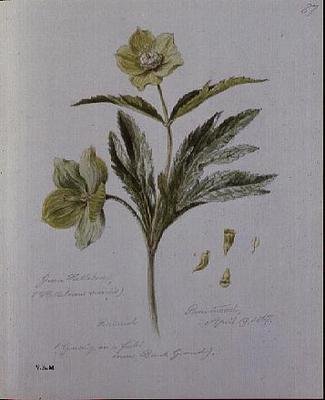 Groene Helleborus, geschilderd in Brantwood door William James Linton