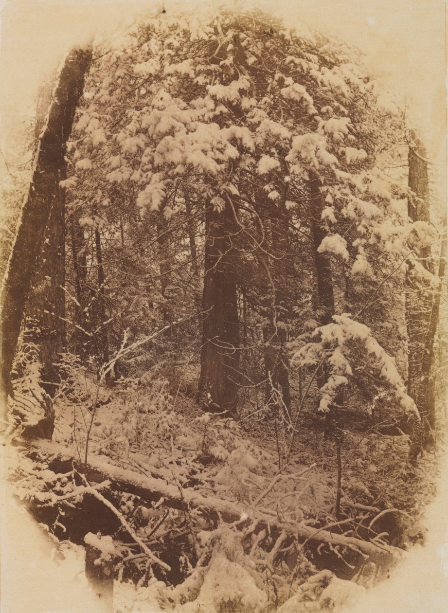 Zonder titel (Bossen in de sneeuw) door William James Stillman