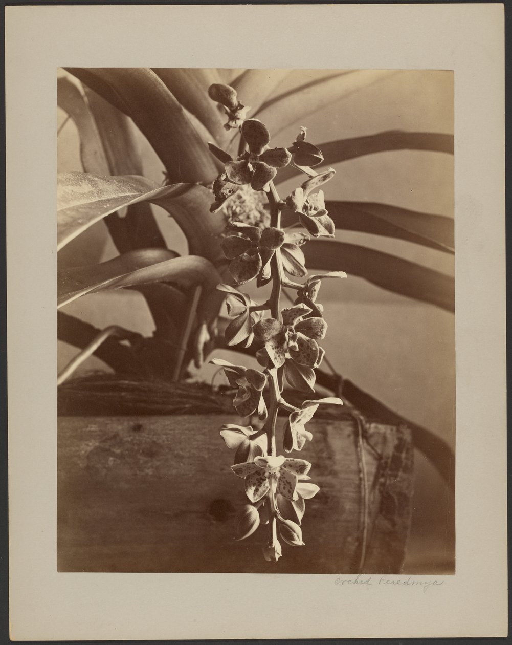 Orchideeën, Ceylon door William Louis Henry Skeen