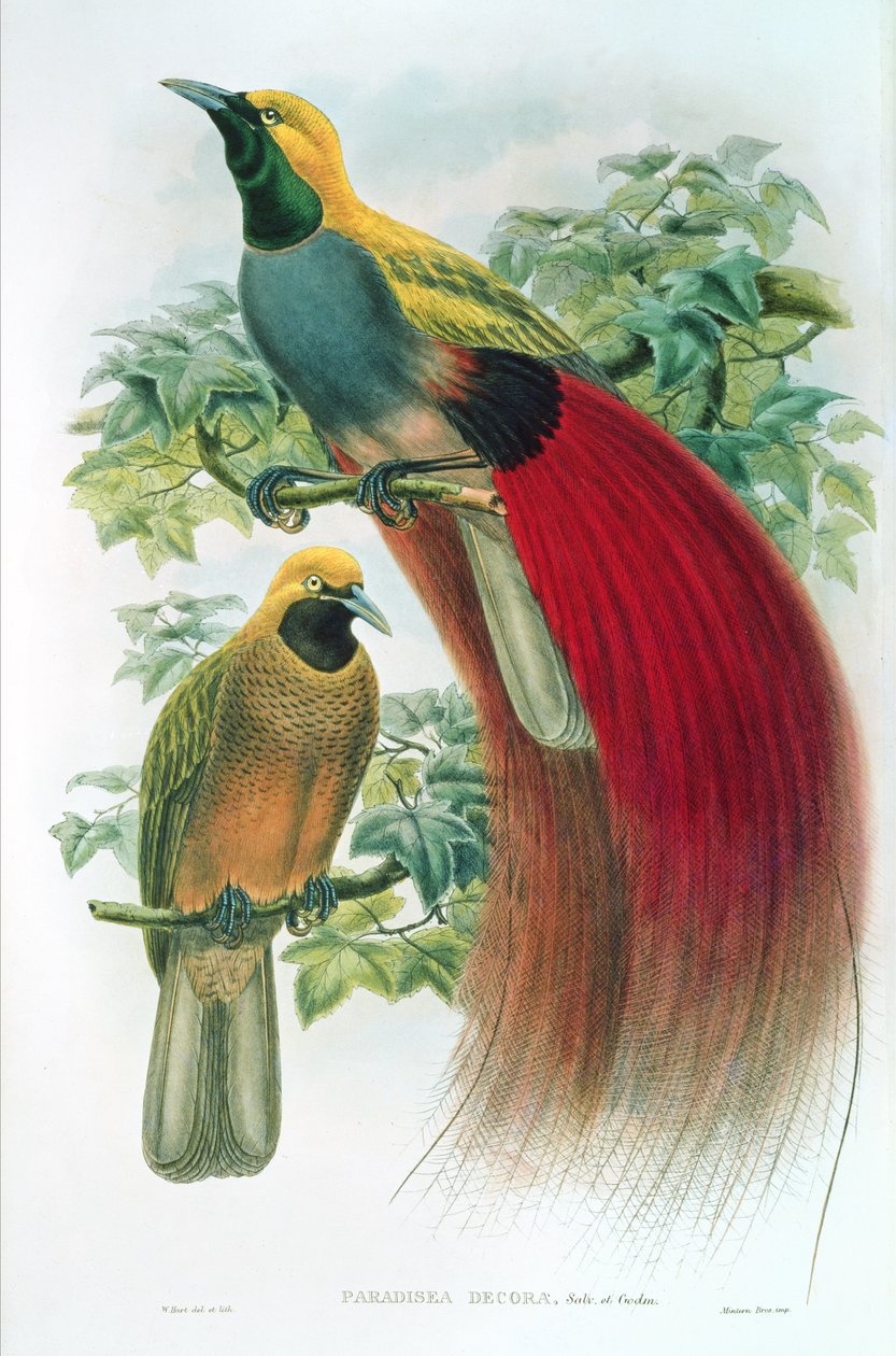 Paradisea Decora door William M. Hart