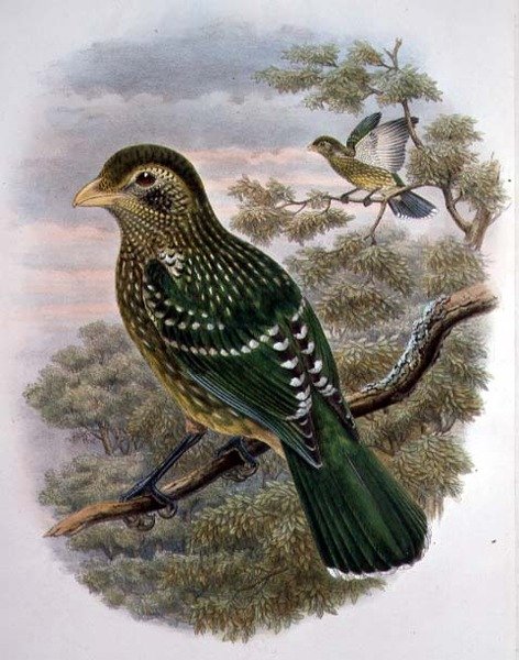 Ailuroedus Crassirostris, Groene Katvogel (kleur litho) door William Matthew Hart