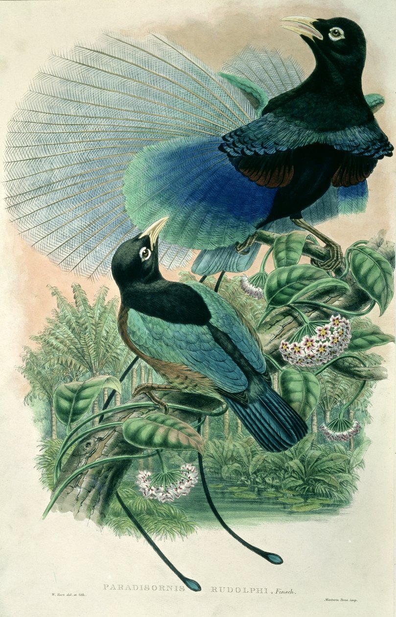 Blauwe paradijsvogel (kleur litho) door William Matthew Hart