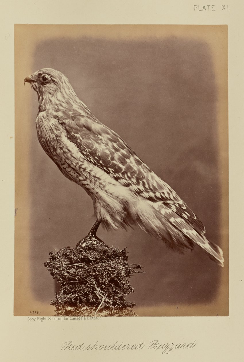 Roodschouderbuizerd door William Notman