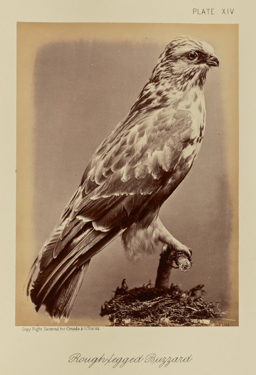 Ruigpootbuizerd door William Notman