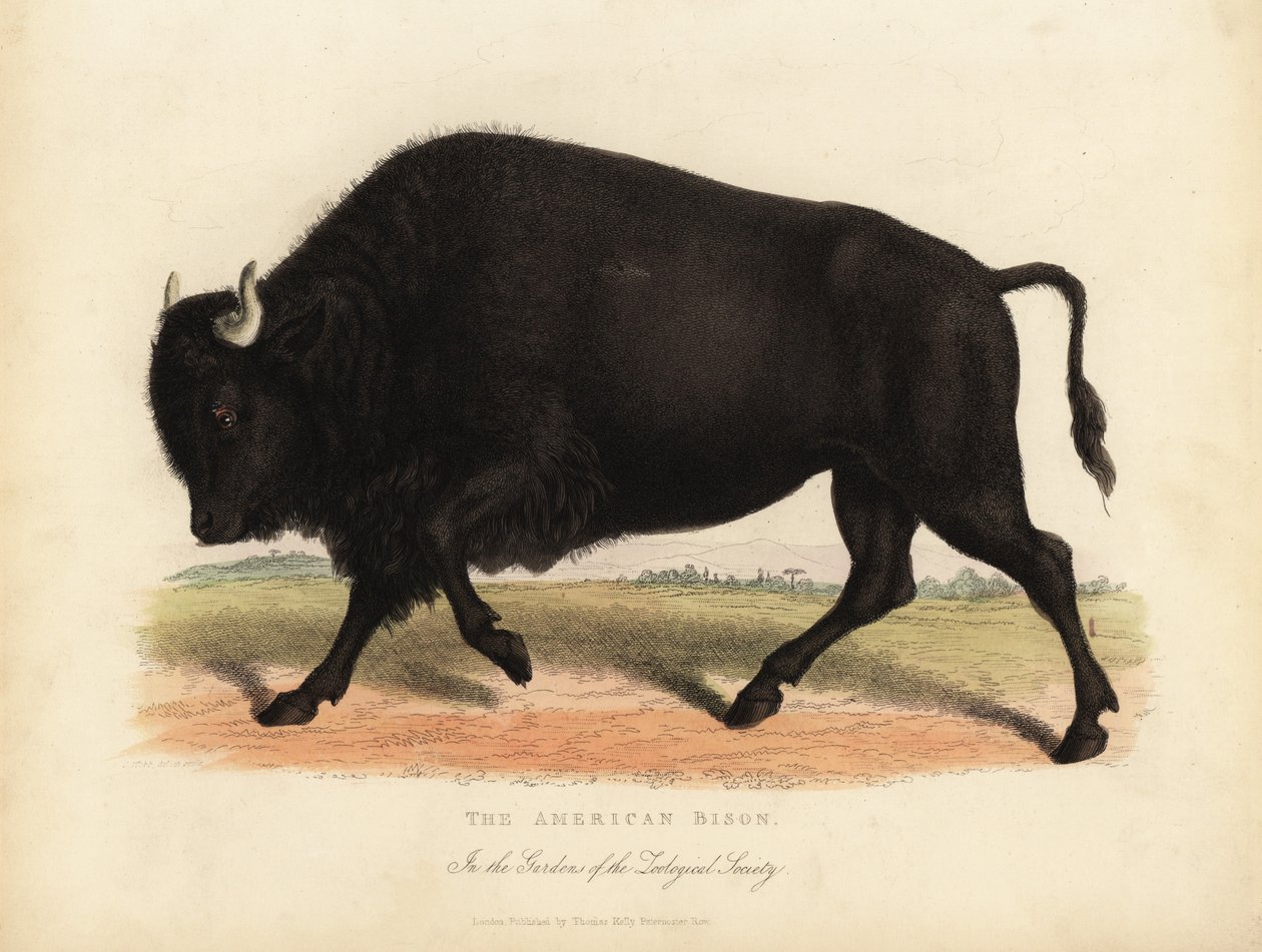 Amerikaanse bizon of buffel, Bison bison door William Smellie